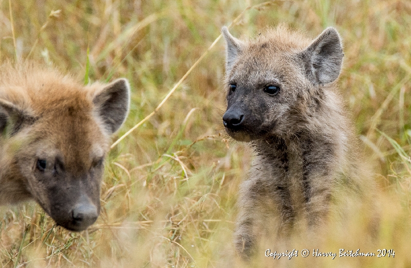 Young Spotted Hyenas_HBB5121.jpg